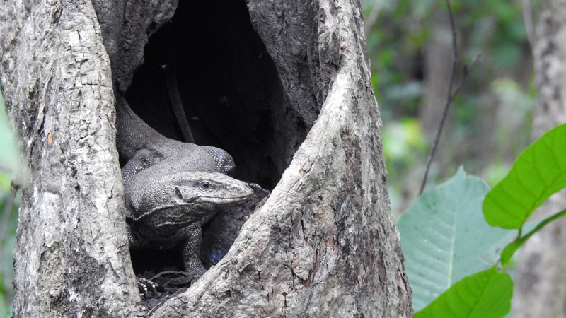 Monitor Lizard