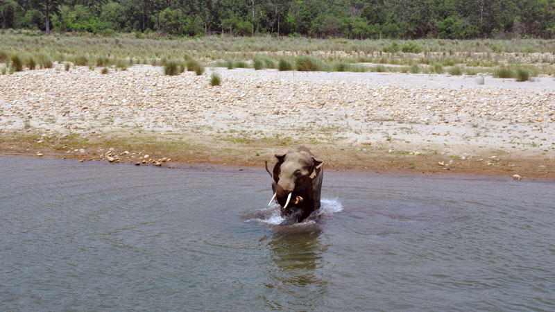 Wild Elephant