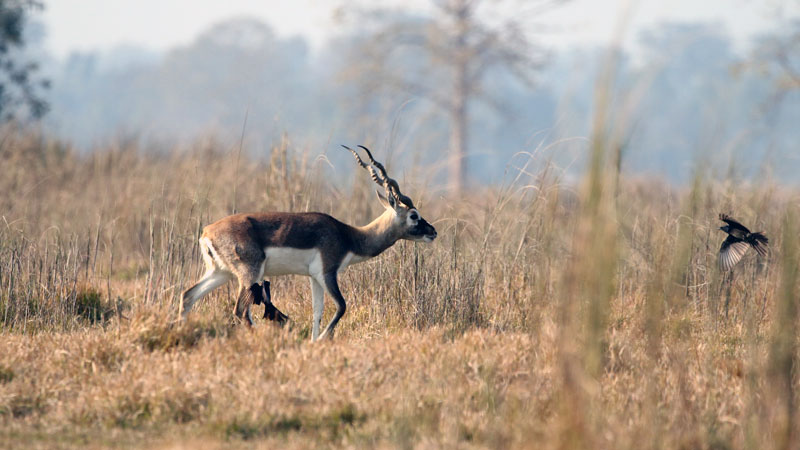 Krishnasar Deer