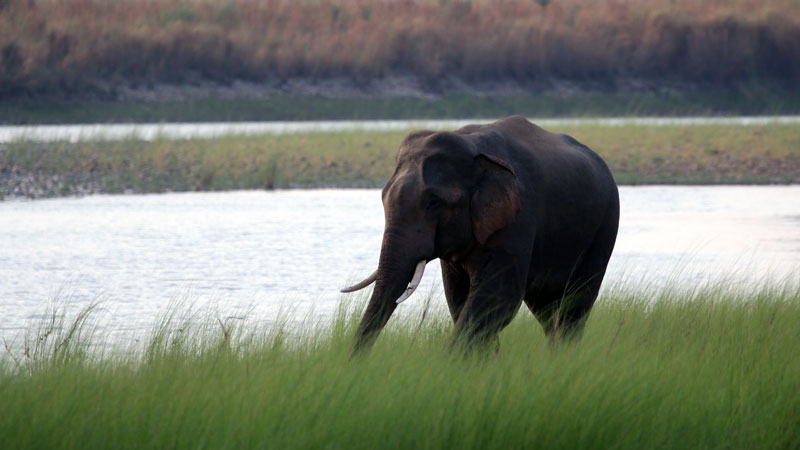 Wild Elephant