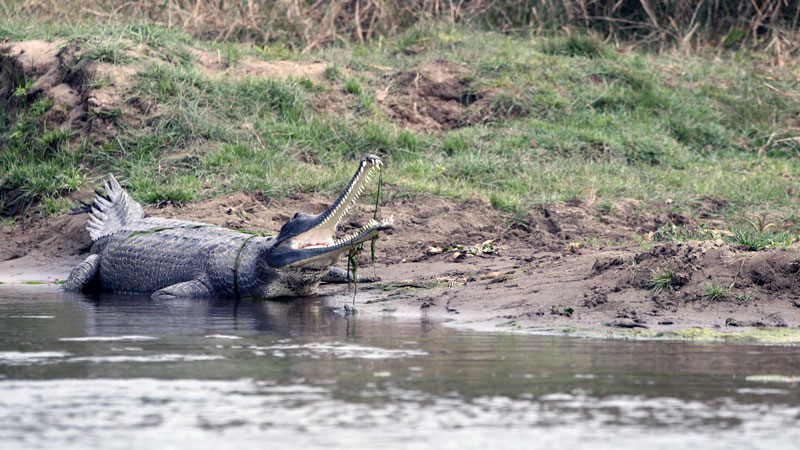 Gharial Crocodile