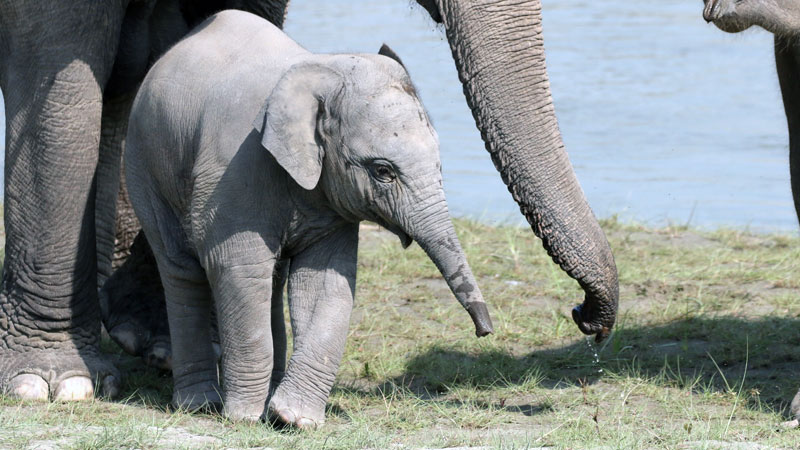 Elephant Breeding Center