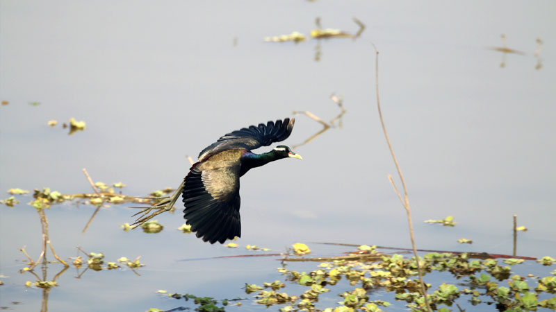 birds in Bardia