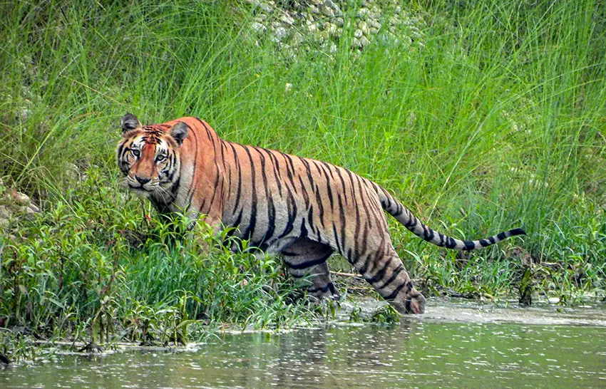 Royal Bengal Tiger