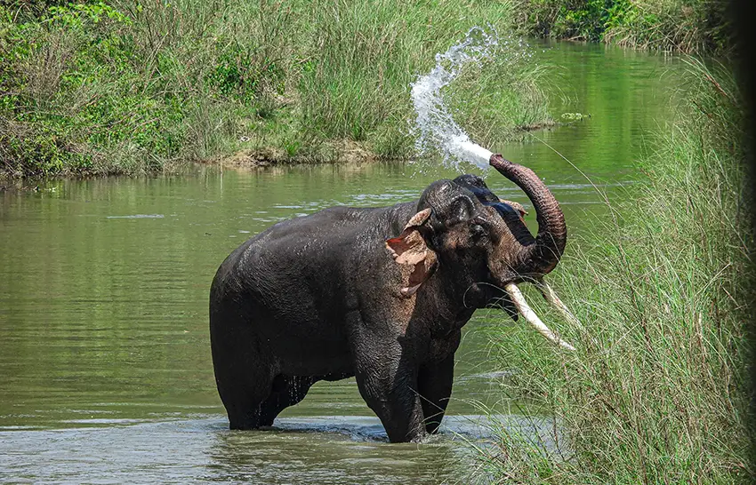 Wild Asian Elephant