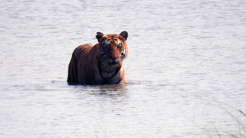 Royal Bengal Tiger