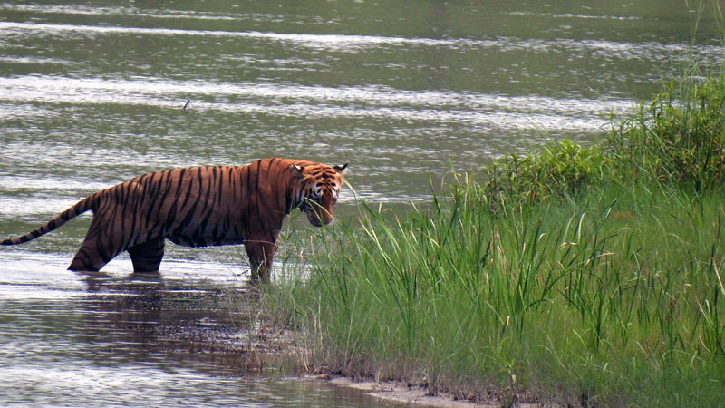 Royal Bengal Tiger