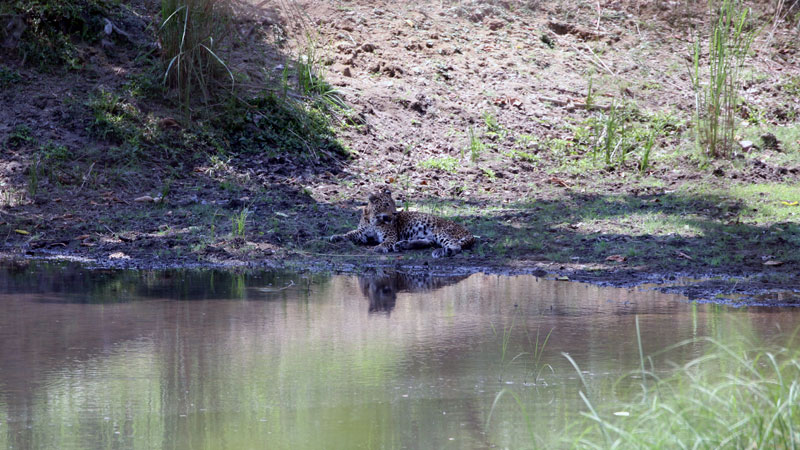 Leopard