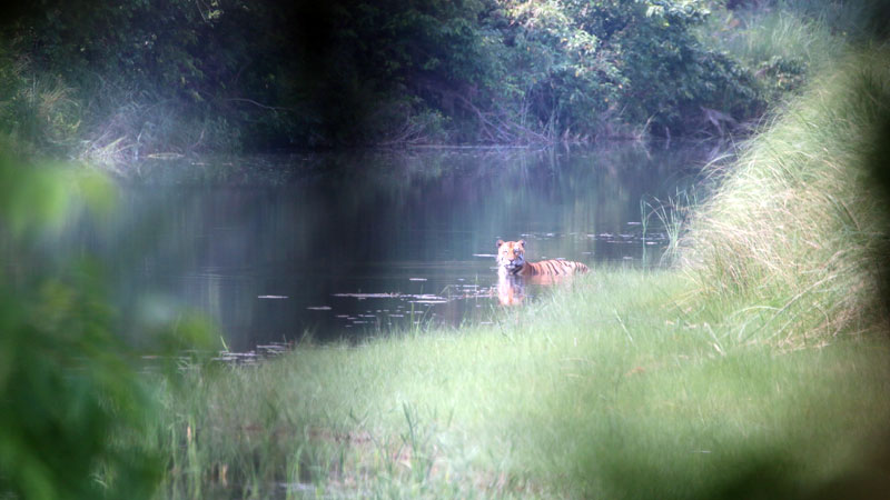 Royal Bengal Tiger