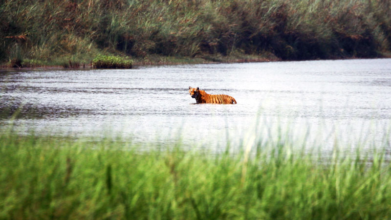 Royal Bengal Tiger