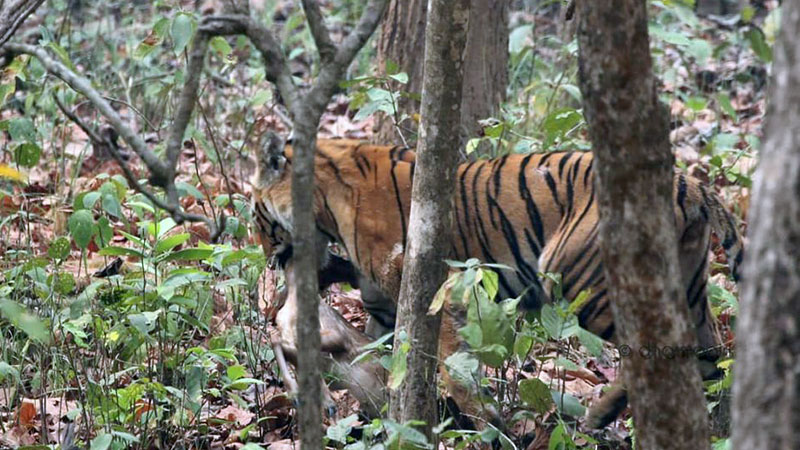 Royal Bengal Tiger